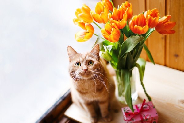 Кот с тюльпанами