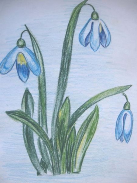 Подснежники рисунок