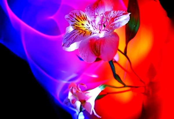 Фрактальная Графика растения