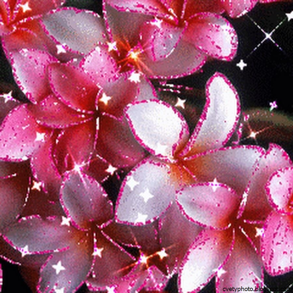 Синие светящиеся грибы