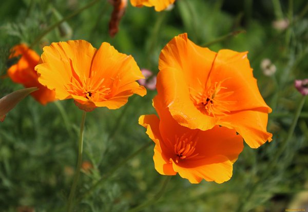 Eschscholzia californica эшшольция Калифорнийская