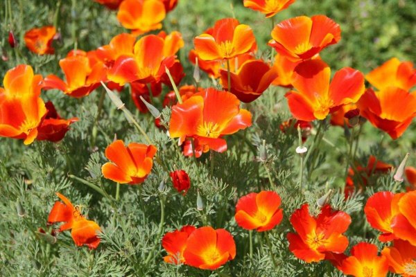 Eschscholzia californica эшшольция Калифорнийская
