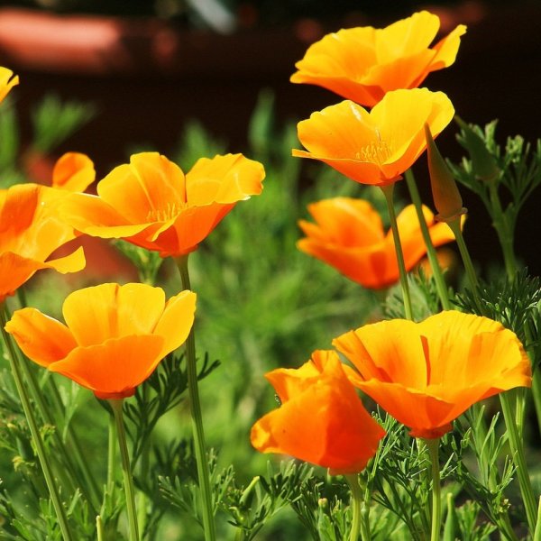 Eschscholzia californica эшшольция Калифорнийская