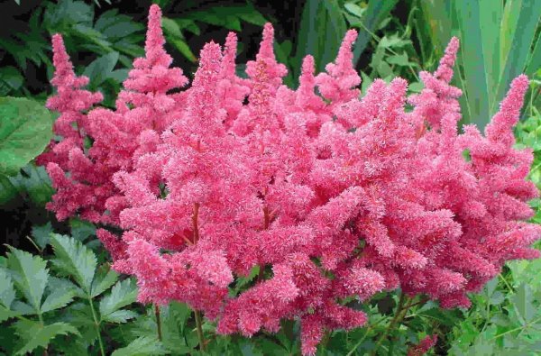 Тысячелистник tutti Frutti Pomegranate