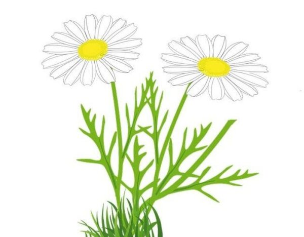Рисунок ромашки для срисовки
