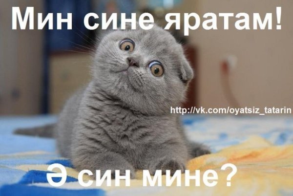 Я тебя люблю на татарском языке