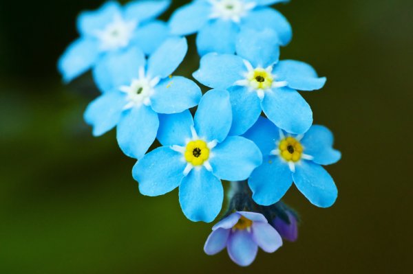 Цветы однолетние незабудки