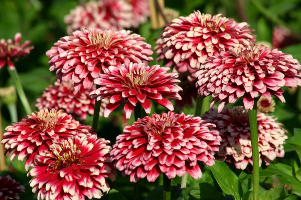 Цинния (Zinnia)