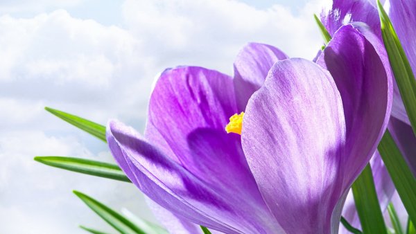 Лавандовый Крокус – Lavender Crocus