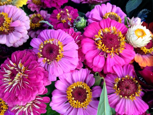 Цинния (Zinnia)