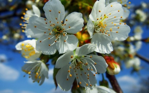 Весенняя природа