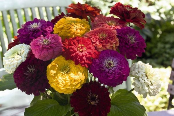 Цинния изящная (Zinnia elegans)