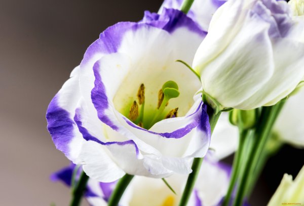 Эустома (Lisianthus)
