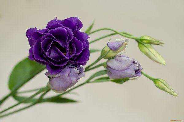 Эустома (Lisianthus)