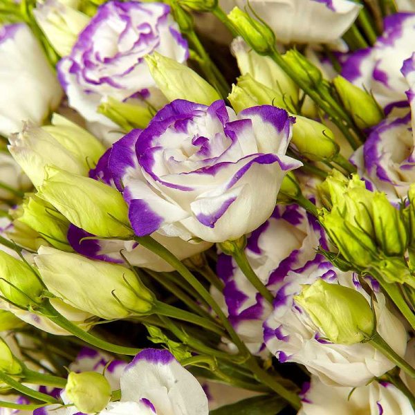 Эустома (Lisianthus)