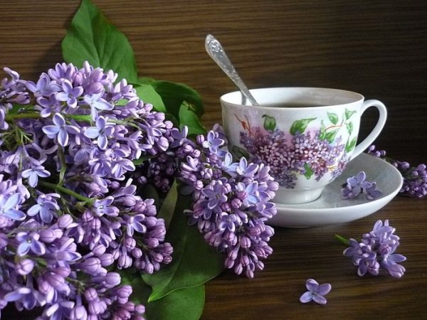 Лавандовая нежность