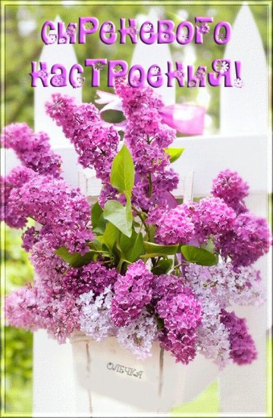 Утро сирень