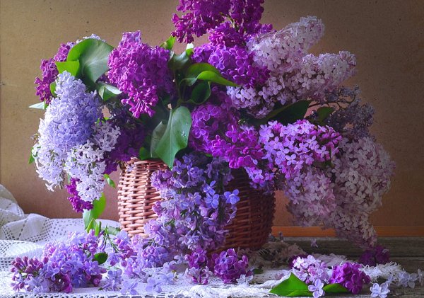 Сирень с пожеланиями