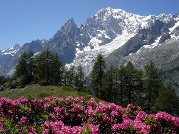 Водосбор цветы Альпийские Луга
