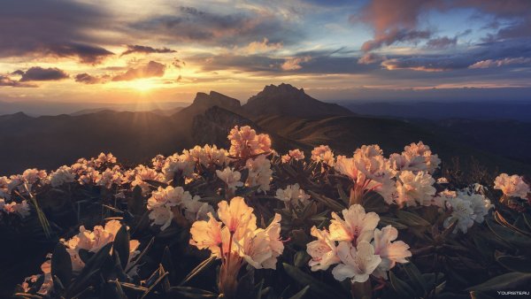 Пазл Ravensburger Flowery Mountains