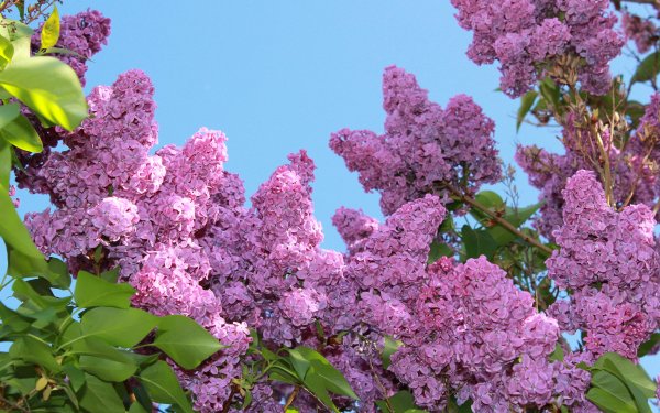 Букет сирени