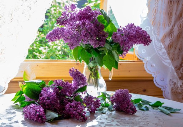 Кончаловский сирень белая и розовая