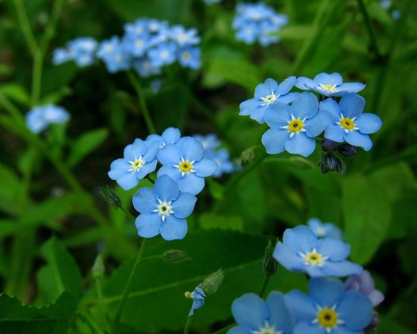 Незабудка Полевая (Myosotis arvensis)