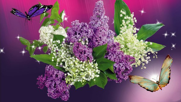 Сирень Молли Энн