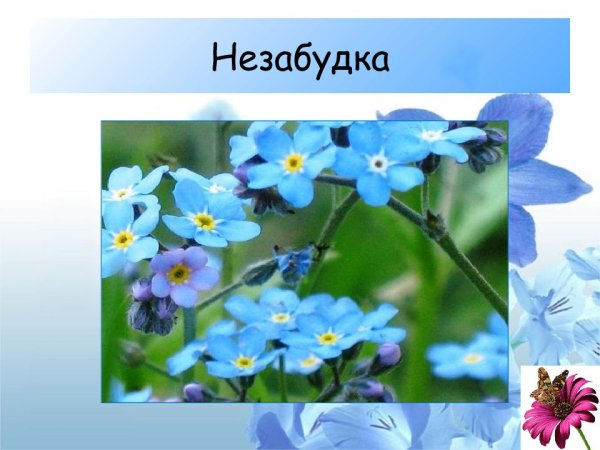 Презентация на тему цветы