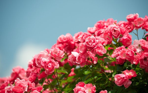 Космея – Pink Cosmos