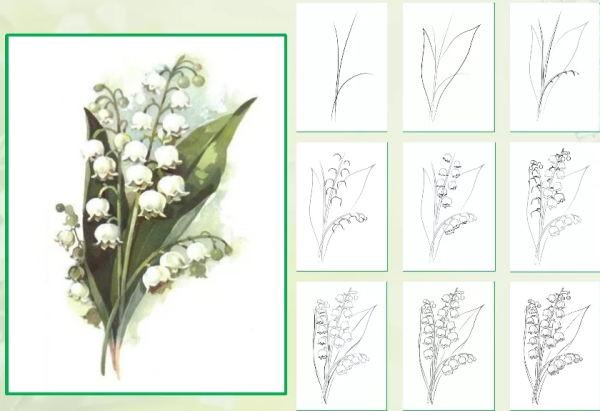 Тюльпан раскраска