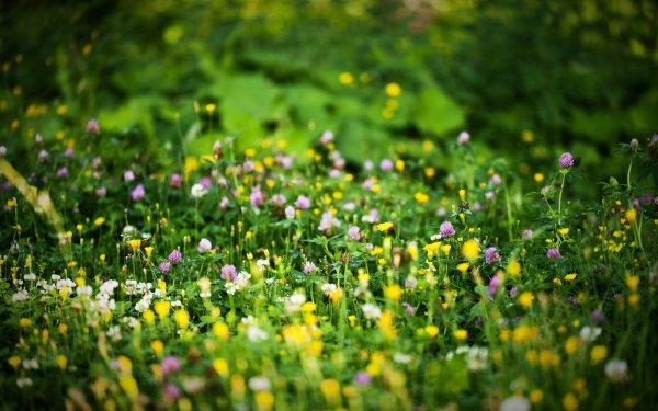 Green Meadow Цветущий мавританский газон
