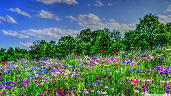 Зеленая природа Поляна
