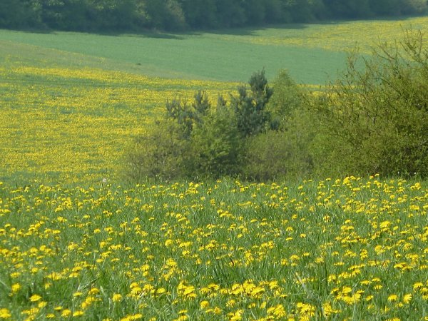 Красивая Поляна с цветами