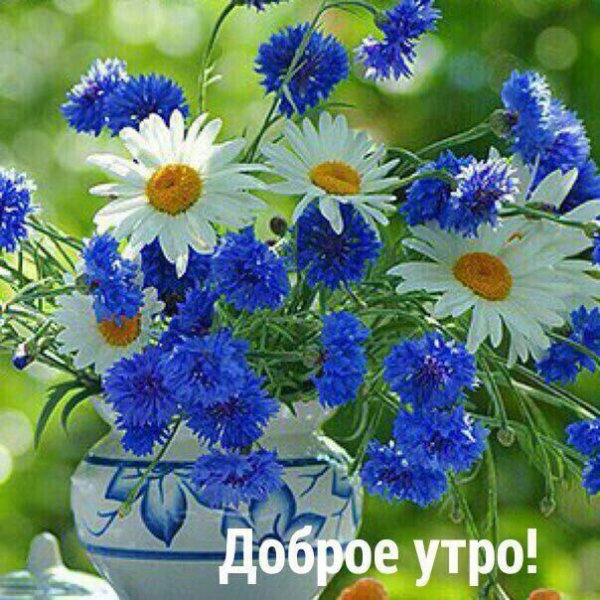 Доброе утро полевые цветы с надписями