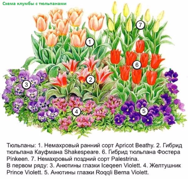 Клумба из луковичных схема непрерывного цветения из многолетников