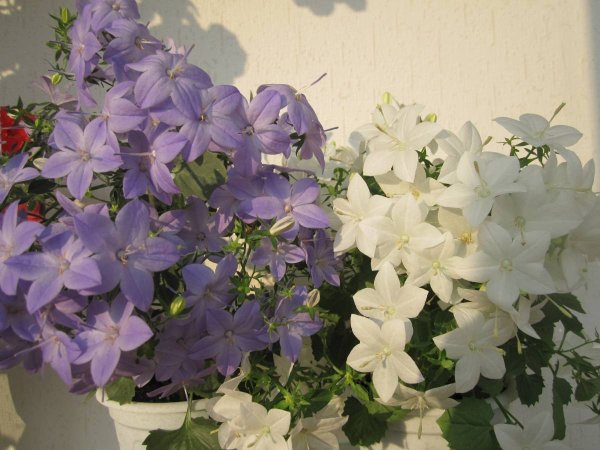 Кампанула Блауранка