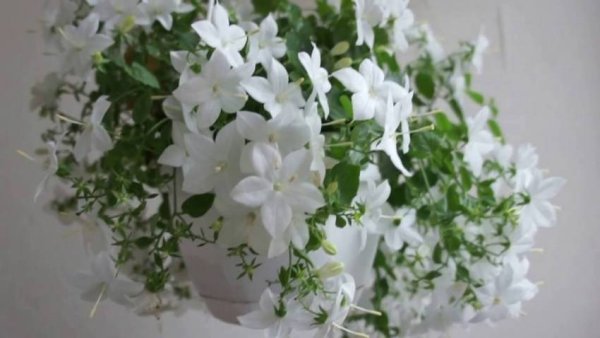 Кампанула невеста Атланта