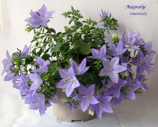 Кампанула Dublin bicolor 6