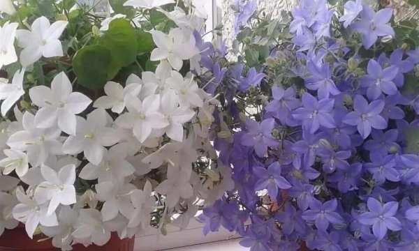 Кампанула жених и невеста семена