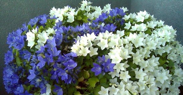 Кампанула Майя и Альба