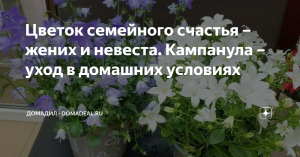 Болезни цветка невеста