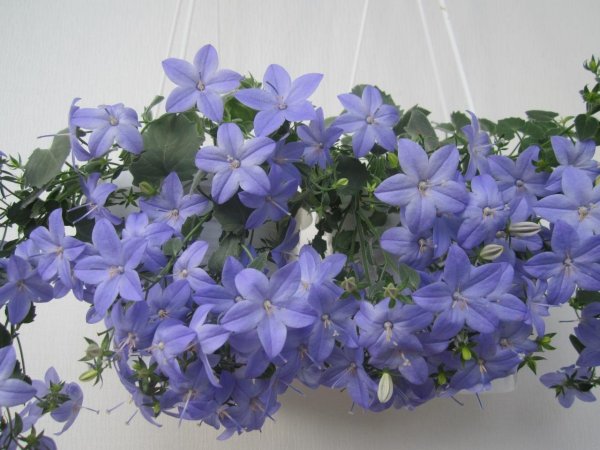 Кампанула Чирилло