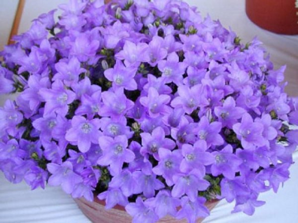 Кампанелла цветок