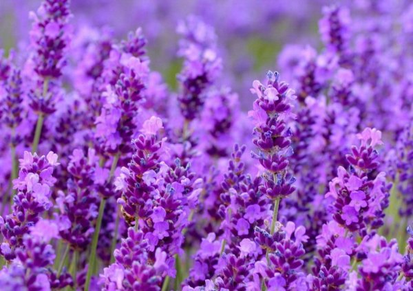Лаванда (Lavandula)