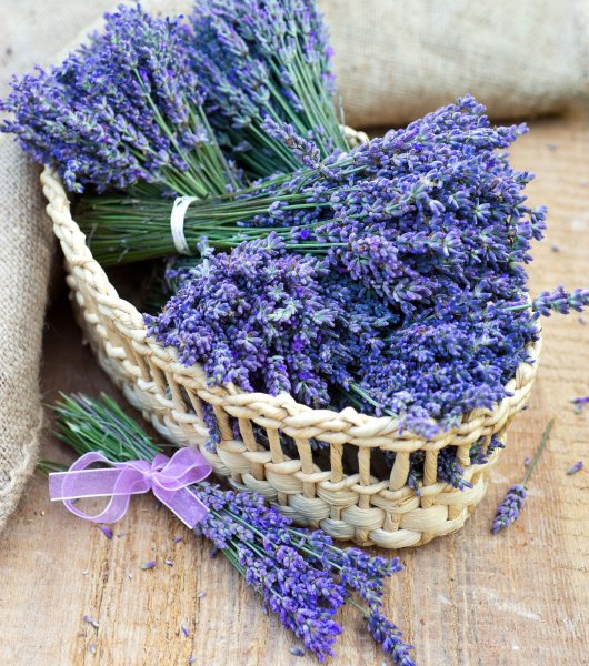 Лаванда узколистная (Lavandula angustifolia Эссенс пурпул