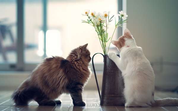 Котёнок с цветком