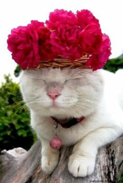 Кошки с розами