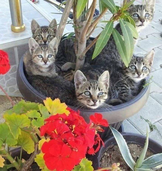Цветочный горшок котик