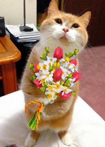Букет котят